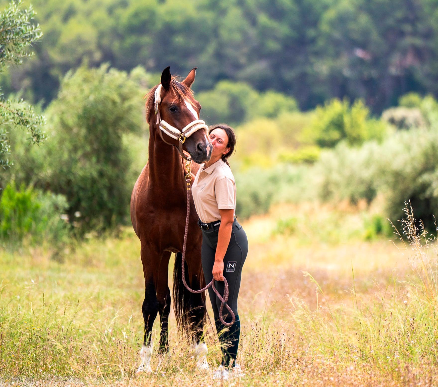 Horses in the field