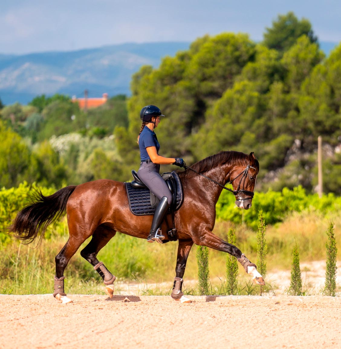 Horse